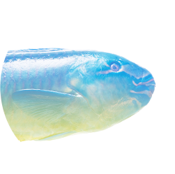 ビッグデータをSDGsに活用。Tポイント・ジャパンが取り組む長崎・五島の未利用魚問題