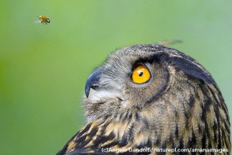 動物の生態がプロモーションに！商品が親しまれる広告アイデア！